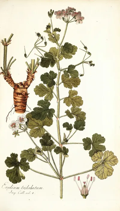 Erodium Trilobatum