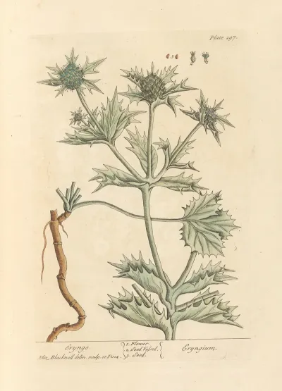 Eryngo