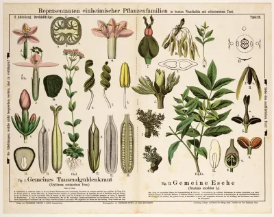 Erythraea Centaurium Fraxinus Excelsior Fraai Duizendguldenkruid Gewone Es