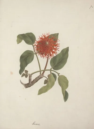 Erythrina Abyssinica Dc Lucky Bean