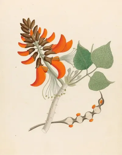 Erythrina Caffras