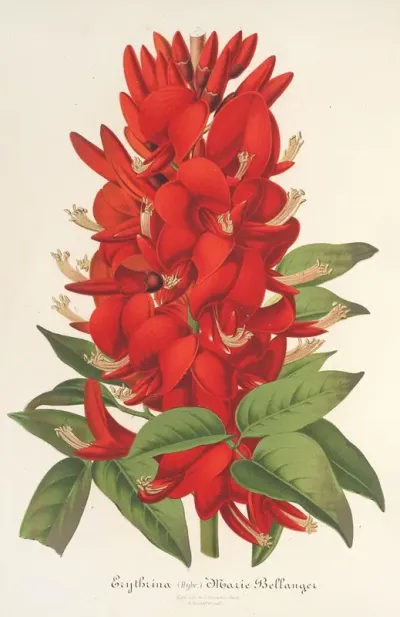 Erythrina Hybrida Marie Bellanger