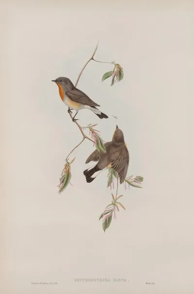 Erythrosterna Parva Red Breasted Flycatcher