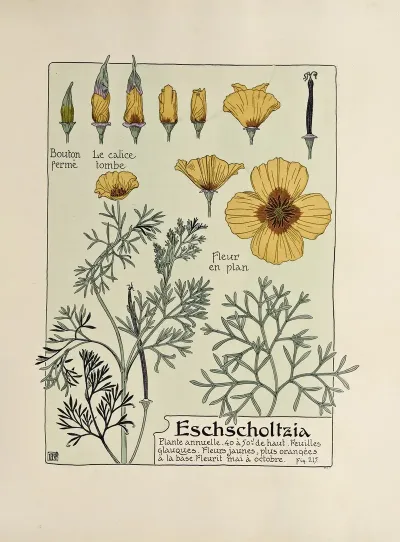 Eschscholtzia