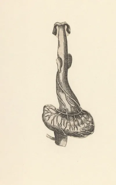 Esophagus And Stomach