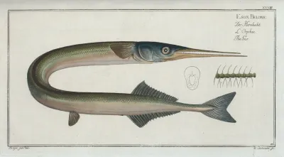 Esox Belone The Gar