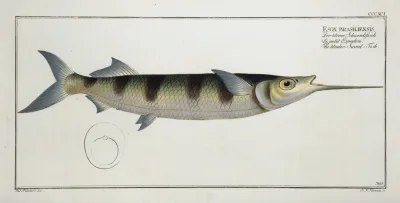 Esox Brasiliensis The Under Sword Fish