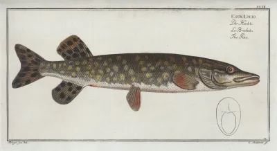 Esox Lucio The Pike