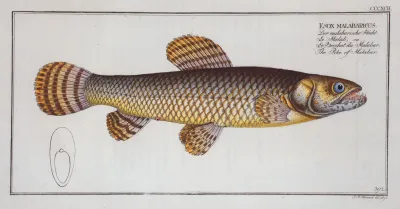 Esox Malabaricus The Pike Of Malabar