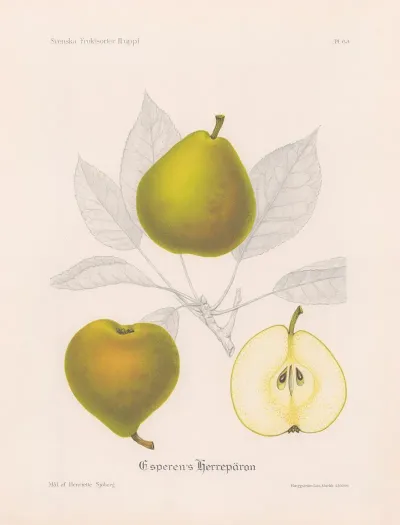 Esperens Herreparon