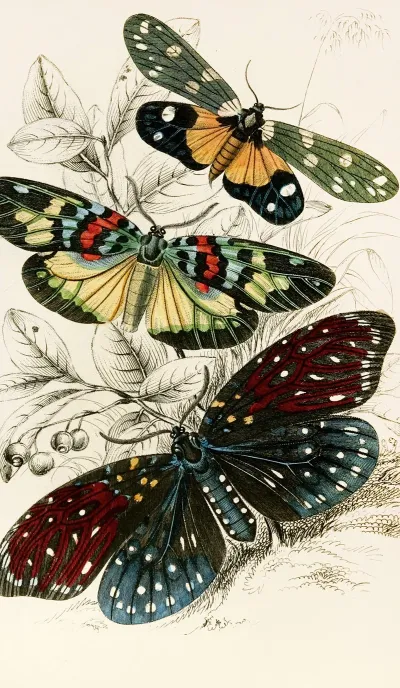 Eterusia Tricolor Erasmia Pulchella Amesia Sanguiflua