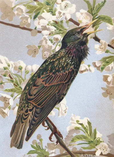 Etourneau