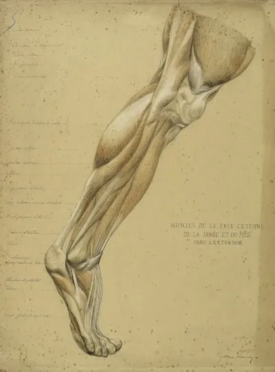 Etude Anatomique Muscles De La Face Externe De La Jambe Et Du Pied Dans Lextension