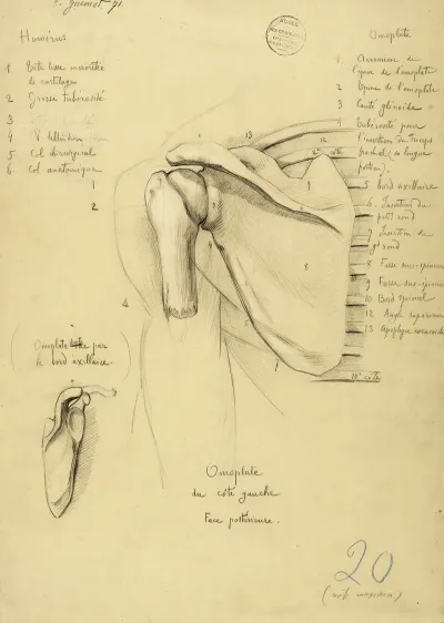 Etude Anatomique Omoplate Du Cote Gauche Face Posterieure