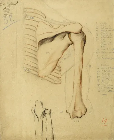 Etude Anatomique Parties De Squelette Humain Epaule Et Humerus Droits Deux Os Bas Milieu