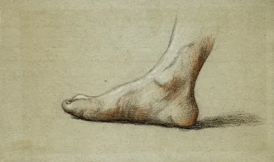 Etude Anatomique Pied Droit A Plat Profil Gauche