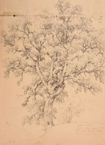 Etude Darbre 4