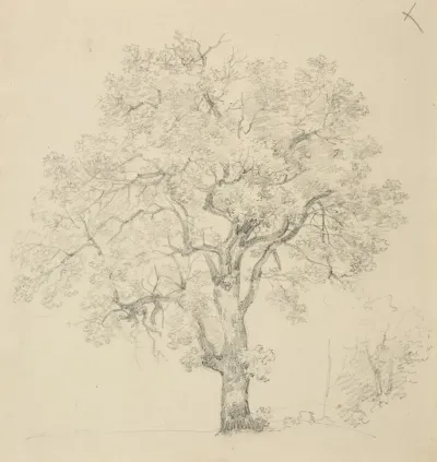 Etude Darbre