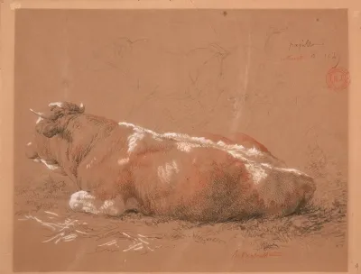 Etude De Boeuf Couche 2