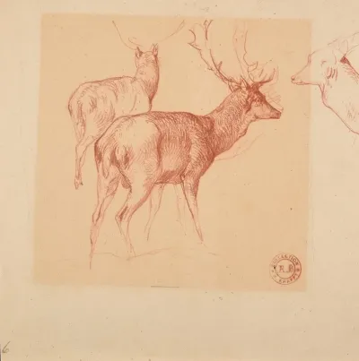 Etude De Cerfs