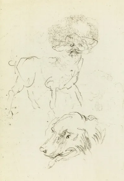 Etude De Chien Et De Tete De Chien