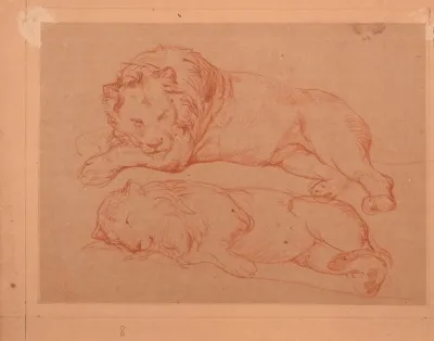 Etude De Deux Lions Couches