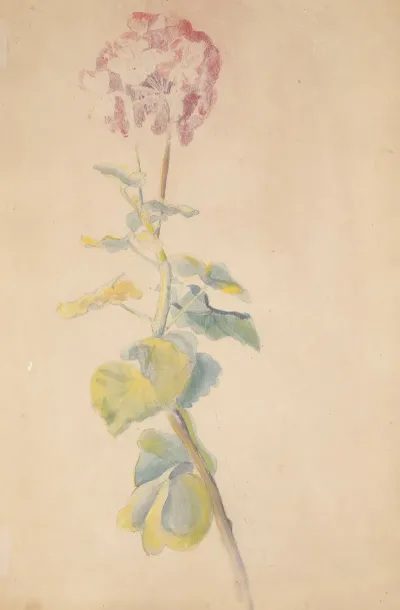 Etude De Fleur