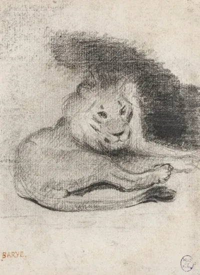 Etude De Lion Couche