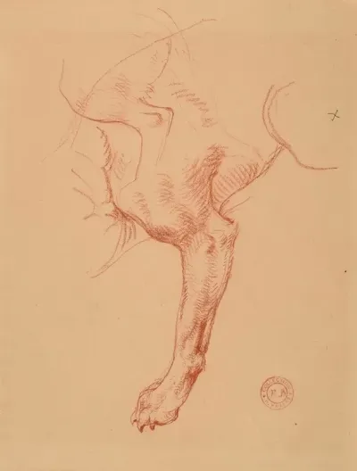 Etude De Patte De Chien 2