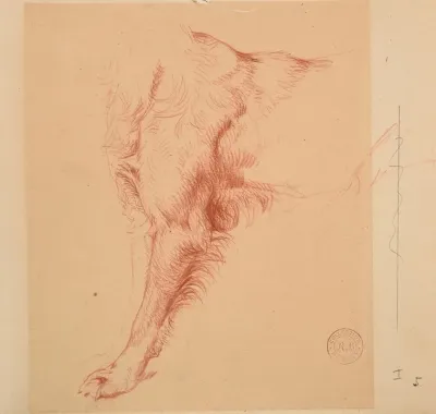 Etude De Patte De Chien