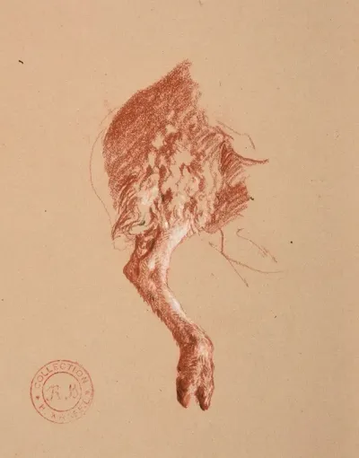 Etude De Patte De Mouton