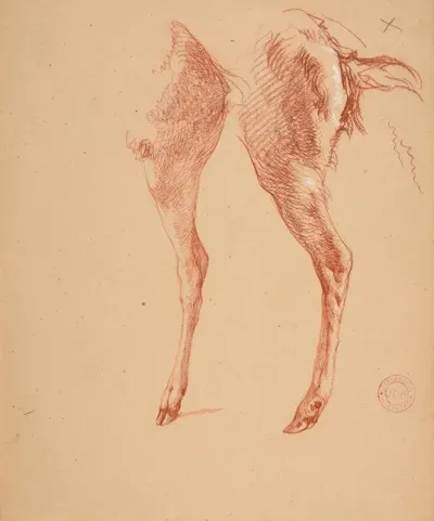 Etude De Pattes De Moutons