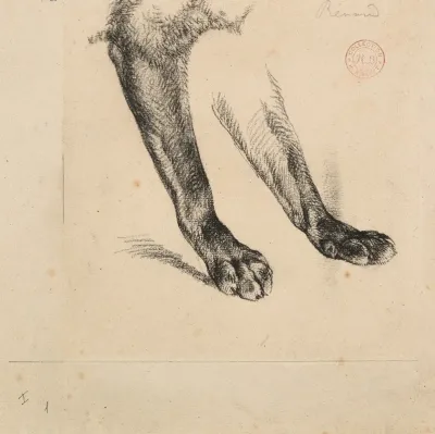 Etude De Pattes De Renard