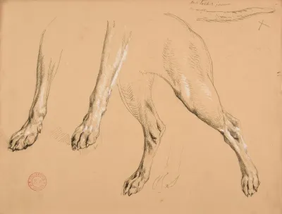 Etude De Pattes Et Queue De Chien