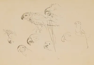 Etude De Perroquets