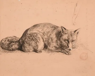 Etude De Renard