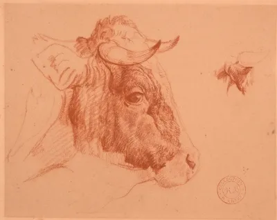 Etude De Tete De Boeuf 2