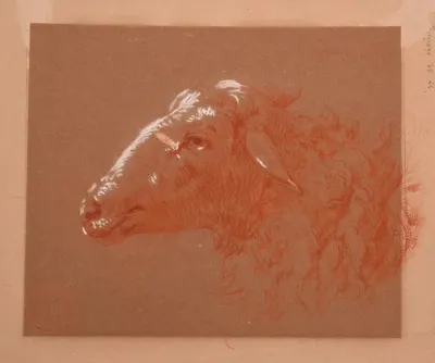 Etude De Tete De Mouton