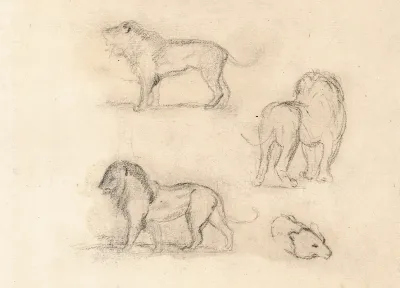 Etude De Trois Lions Et Une Tete Dours