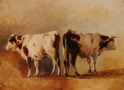 Etude De Vache