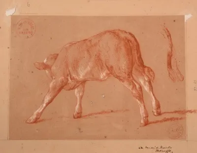 Etude De Veau