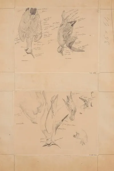 Etude Doiseaux Vanneau Et Sarcelle