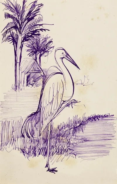 Etude Dun Echassier
