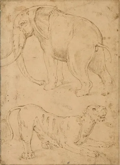 Etude Dun Elephant Et Dune Panthere
