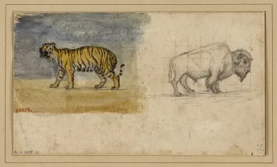 Etude Dun Tigre Et Dun Bison