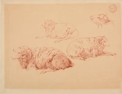 Etudes De Beliers