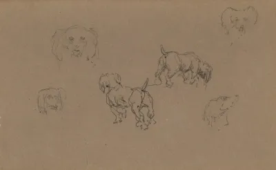 Etudes De Chiens 3