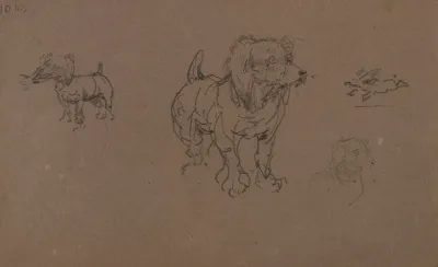 Etudes De Chiens