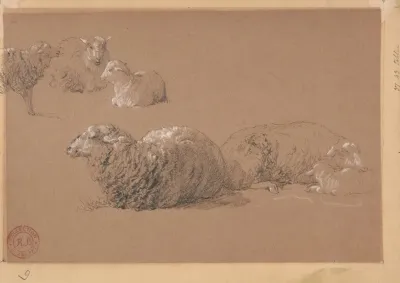 Etudes De Moutons Couches