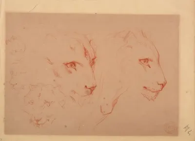 Etudes De Tetes De Lions